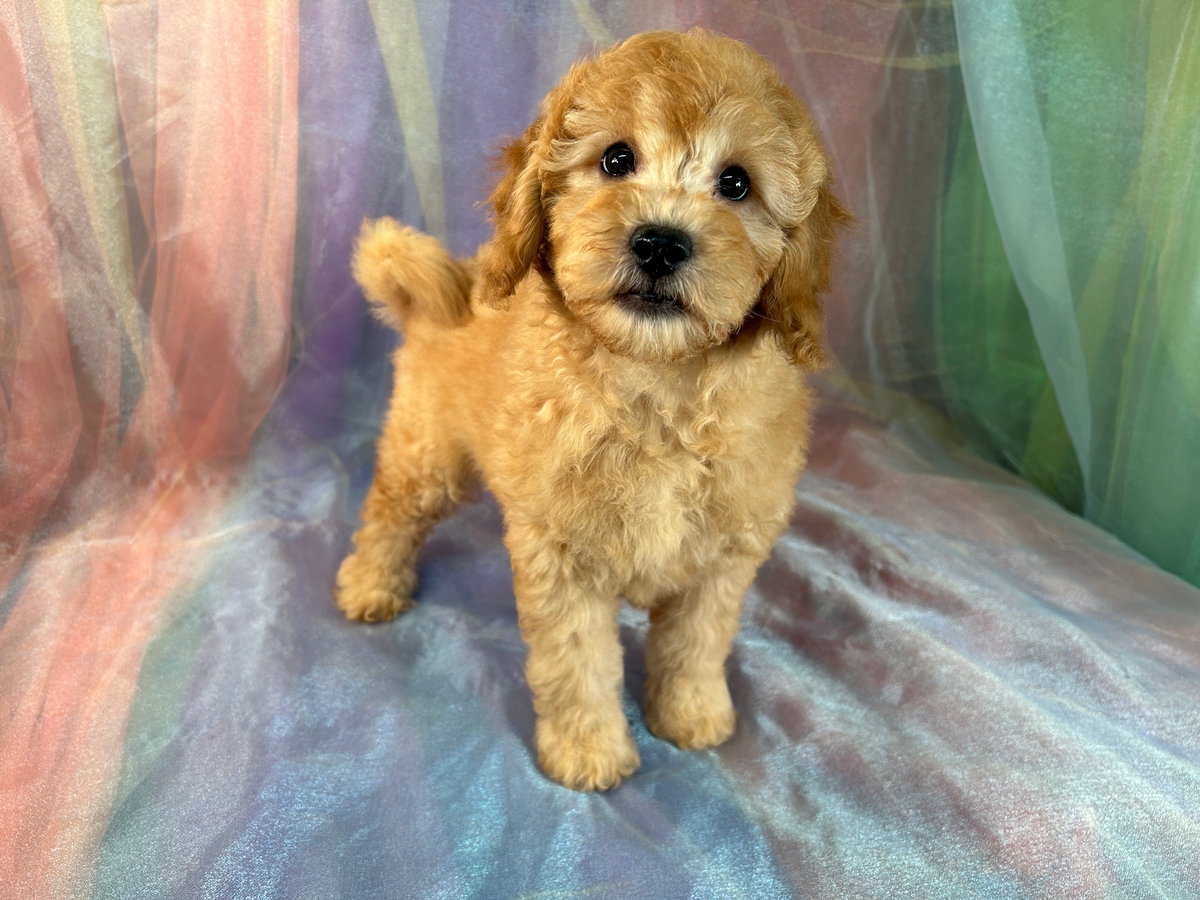 Female Miniature Goldendoodle Pup For Sale DOB 7-13-2023 $1200
